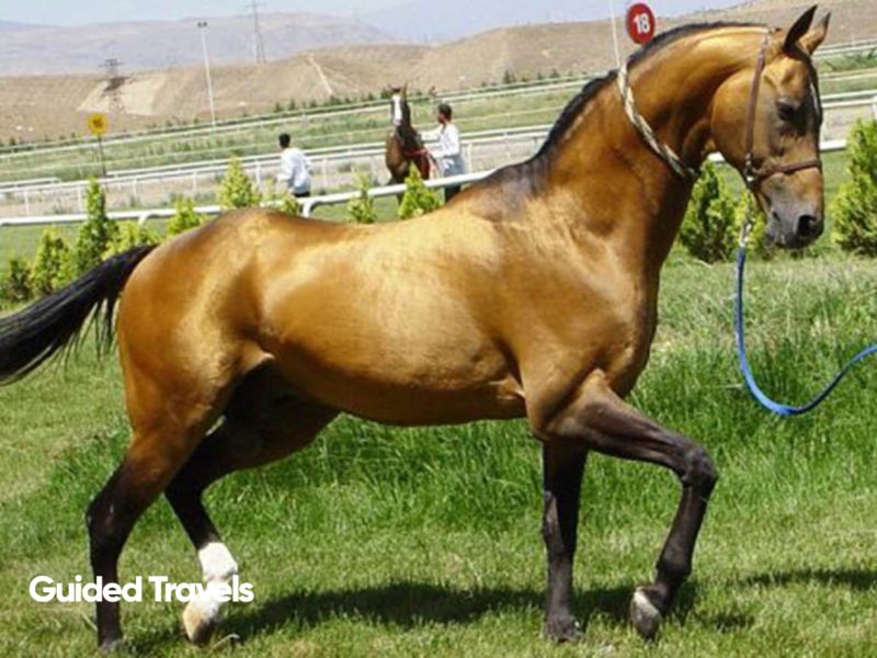 Turkmenistan Gokdepe Horse Farm 3