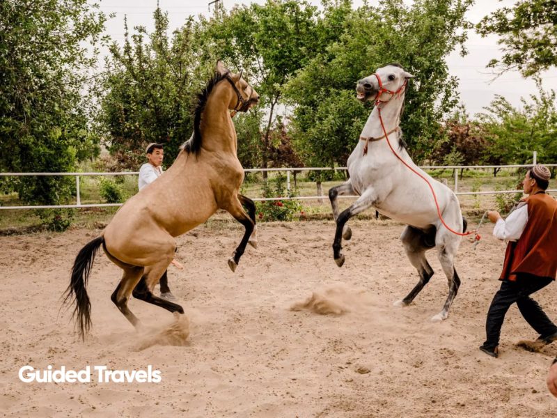 Turkmenistan Gokdepe Horse Farm